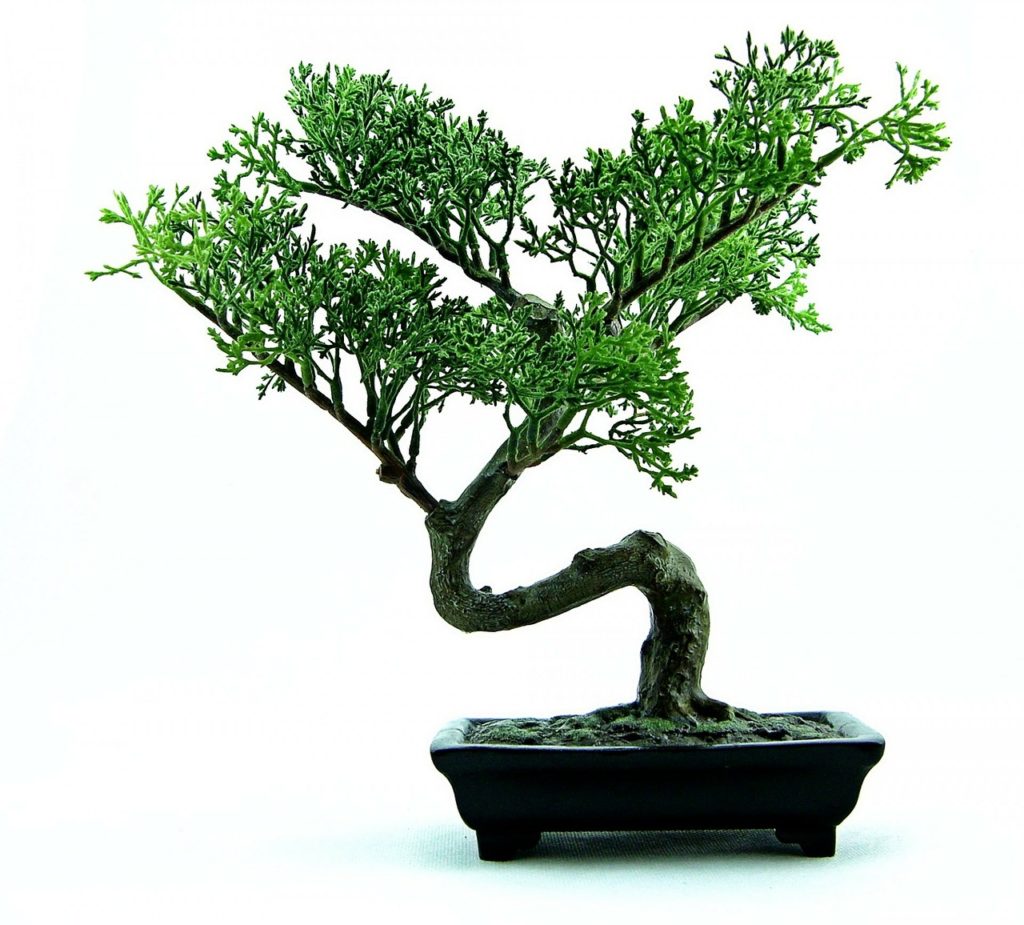 bonsai-316573_1280
